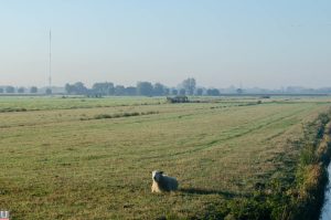 Heycopperkade, polder Rijnenburg